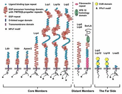 Functional Roles of the Interaction of APP and Lipoprotein Receptors